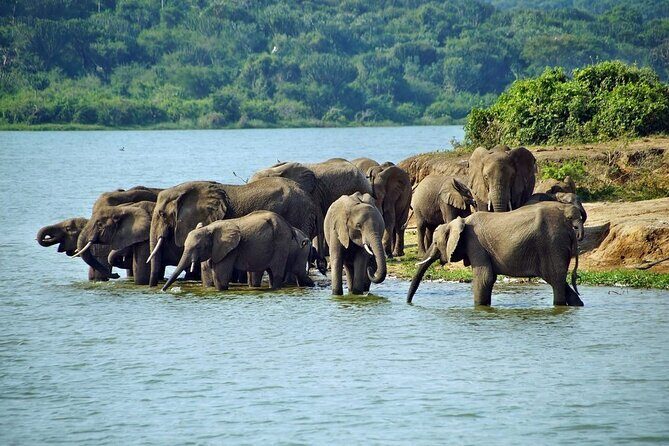 Full Day Shared Akagera Safari Tour with Lunch and Coffee - Key Points