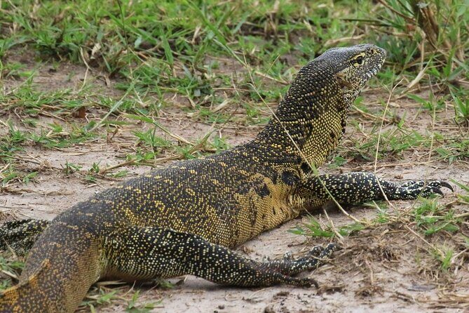 Full Day Shared Akagera Safari Tour with Lunch and Coffee - Who Is This Tour Best For?