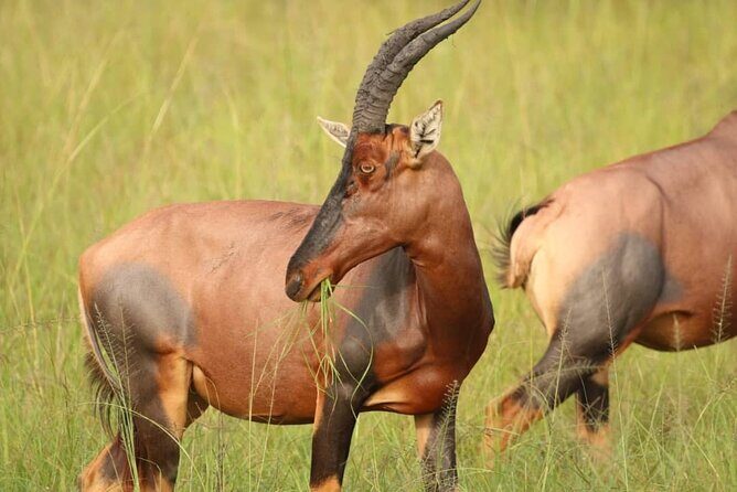 Full Day Shared Akagera Safari Tour with Lunch and Coffee - FAQ