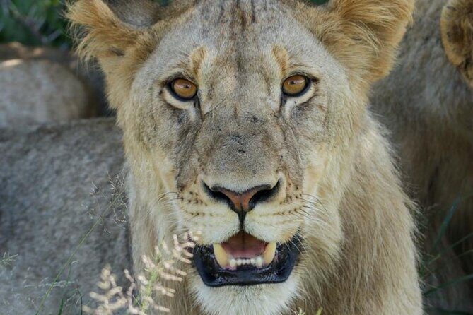 Full-Day Shared Kruger National Park Safari from Hoedspruit - Full-Day Shared Kruger National Park Safari from Hoedspruit