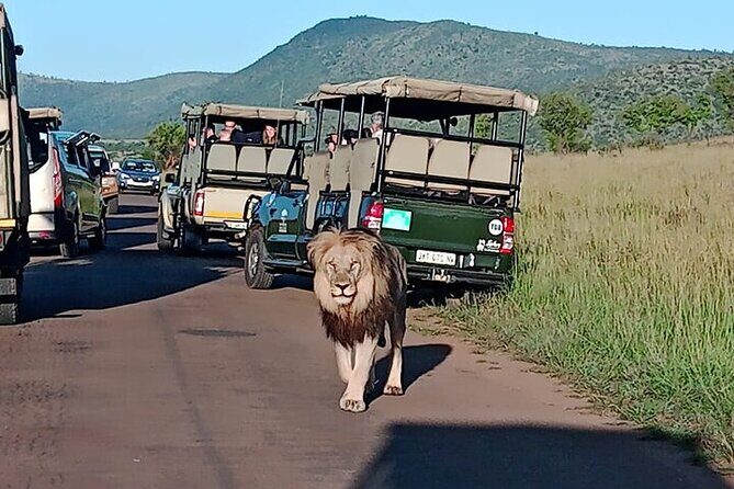 Full-Day Shared Kruger National Park Safari from Hoedspruit - Key Points