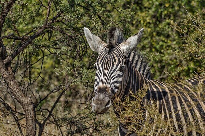 Full-Day Shared Kruger National Park Safari from Hoedspruit - Who Should Book This Safari?