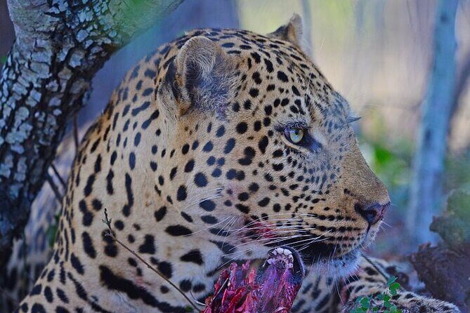 Full-Day Shared Kruger National Park Safari from Hoedspruit - FAQs