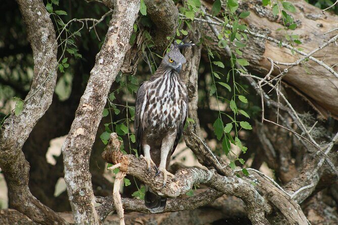 Full Day Shared Safari at Yala National Park by La Safari Inn Tours - Key Points