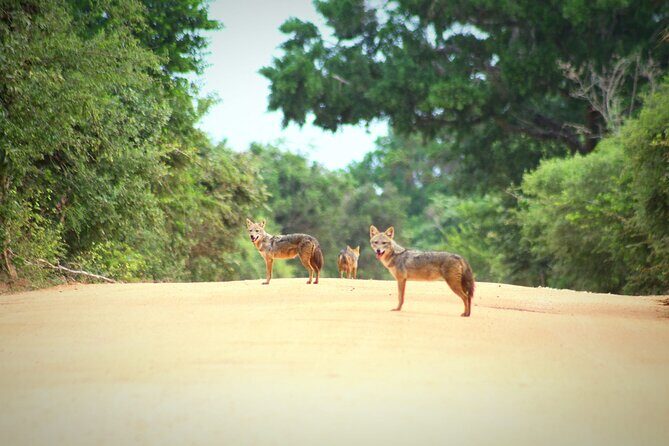 Full Day Shared Safari at Yala National Park by La Safari Inn Tours - Detailed Breakdown of the Tour Experience