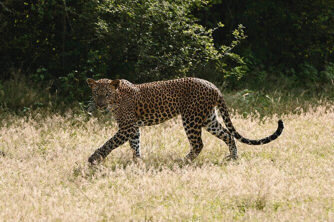 Full Day Shared Safari at Yala National Park by La Safari Inn Tours - Is It Worth the Price?
