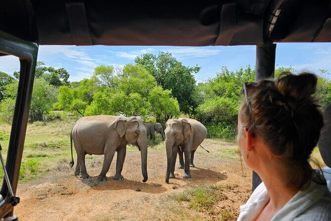 Full Day Shared Safari at Yala National Park by La Safari Inn Tours - The Sum Up
