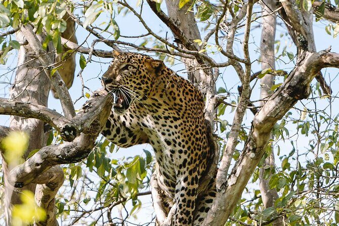 Full Day Shared Safari at Yala National Park by La Safari Inn Tours - FAQ