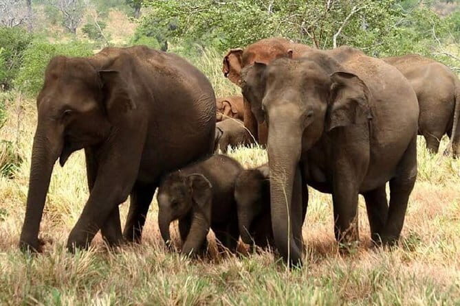 Full Day Shared Safari at Yala National Park by Yala La Safari Tours - Introduction