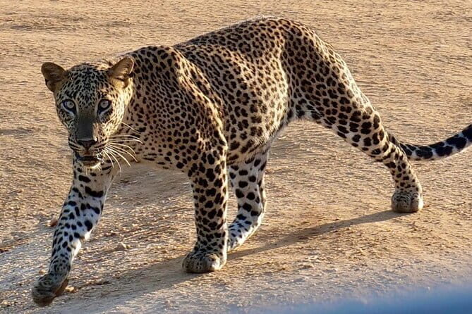 Full Day Shared Safari at Yala National Park by Yala La Safari Tours - Who Should Consider This Tour?