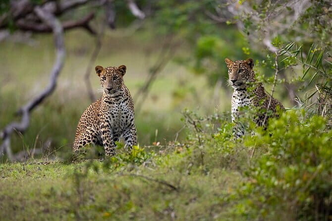 Full Day Shared Safari at Yala National Park by Yala La Safari Tours - FAQ