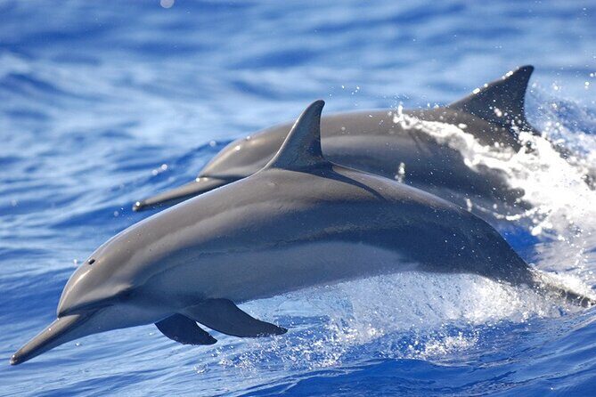 Full day Shared Speedboat Tour - South West Lagoon Dolphin Swim - What to Expect from the Itinerary