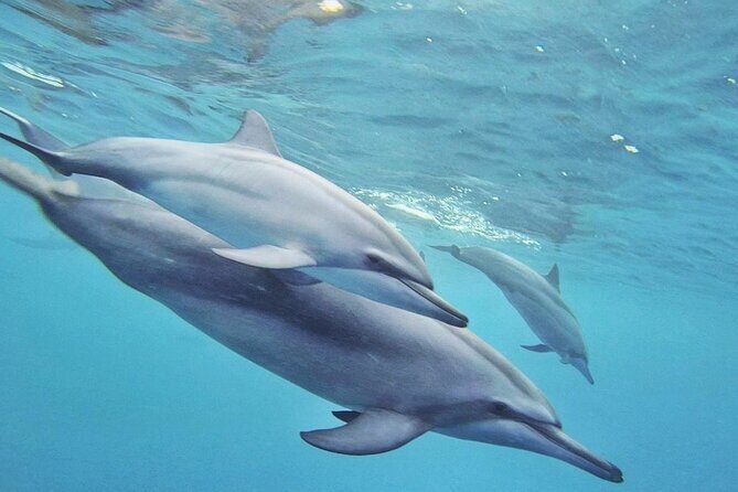 Full day Shared Speedboat Tour - South West Lagoon Dolphin Swim - The Sum Up