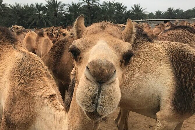 Full Day Sightseeing Tour in Bahrain - FAQ