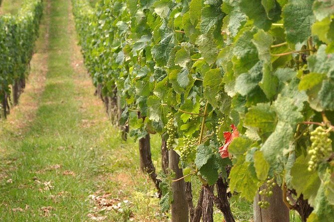 full-day-small-group-pompeii-tour-from-sorrento-with-local-wine-tasting