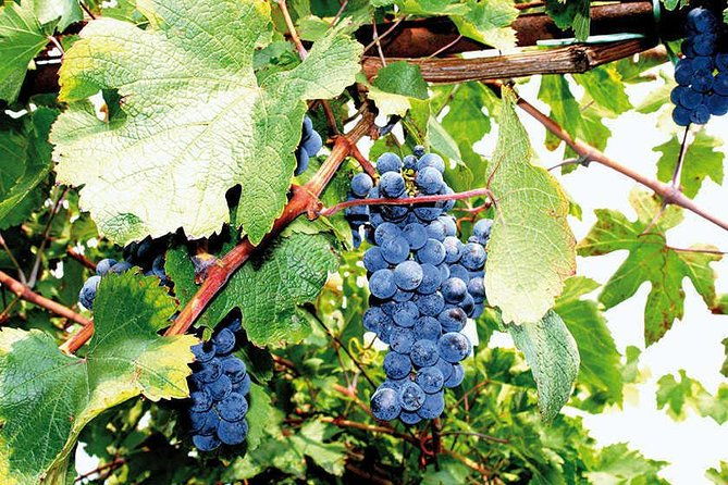 full-day-small-group-pompeii-tour-from-sorrento-with-local-wine-tasting