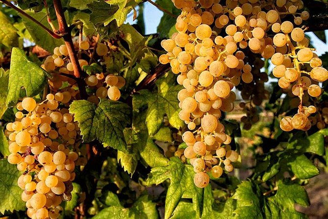 full-day-small-group-pompeii-tour-from-sorrento-with-local-wine-tasting