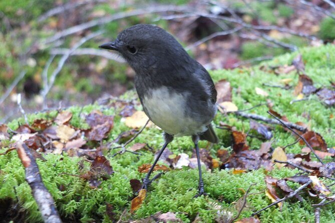 Full Day Small Group Routeburn Valley Hike - Why This Tour Offers Great Value