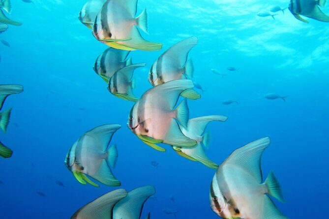 Full Day Snorkeling Course in Koh Chang with Lunch - FAQs