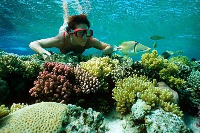 Full Day Snorkeling Trip to the Red Sea in Safaga from Luxor - Key Points