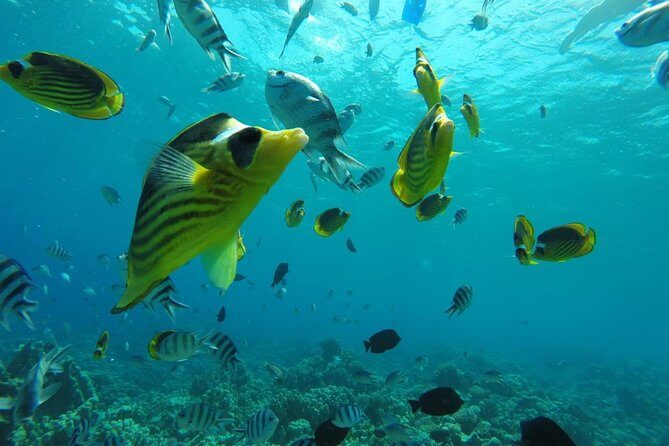 Full Day Snorkeling Trip to the Red Sea in Safaga from Luxor - Practical Details