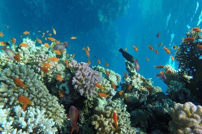 Full Day Snorkeling Trip to the Red Sea in Safaga from Luxor - Who is This Tour Best For?