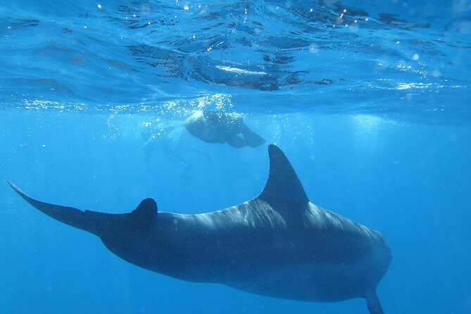 Full-Day Snorkeling with Dolphins in Hurghada with Lunch - Frequently Asked Questions