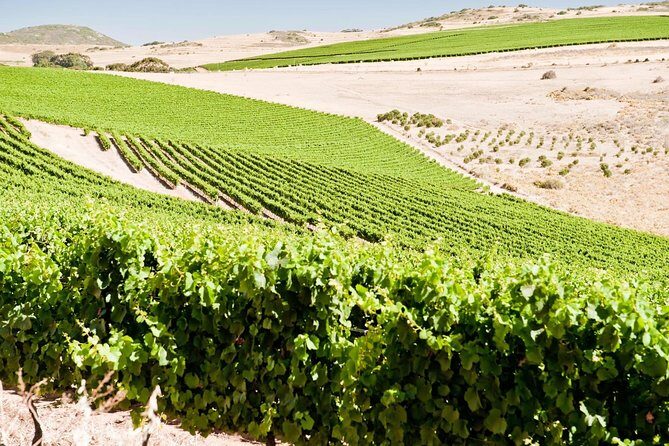 Full day South African Wine Tour (Stellenbosh, Franschhoek and Paarl) - Who Should Consider This Tour?