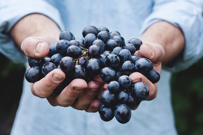Full-Day Stellenbosch, Franschhoek and Paarl Wine Tasting Tour from Cape Town - FAQ