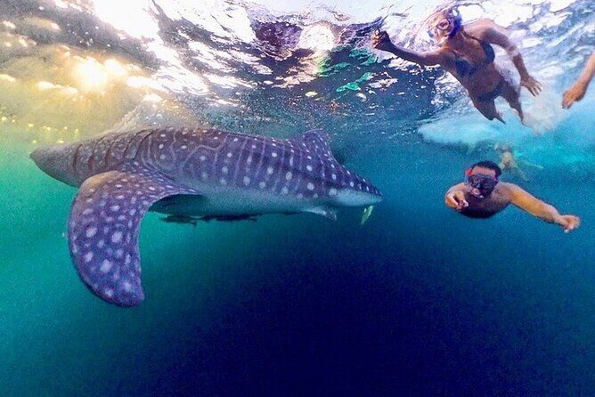 Full Day Sumbawa Tour and Swimming with Whale Sharks - Full Day Sumbawa Tour and Swimming with Whale Sharks