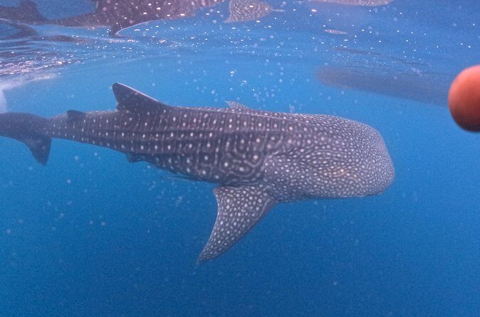 Full Day Sumbawa Tour and Swimming with Whale Sharks - Practical Tips for Making the Most of Your Tour