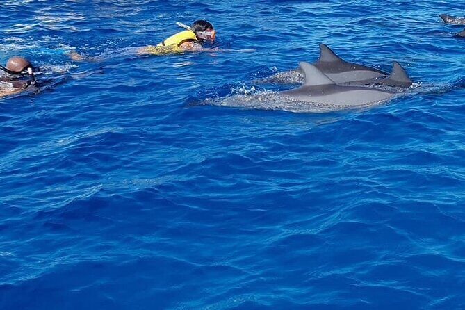 Full-Day Swimming with Dolphins and Casela Nature Park Tour in Mauritius - Key Points