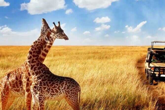 Full Day -Tala Game Reserve, Natal Lion Park, Phezulu From Durban - Transportation & Group Size