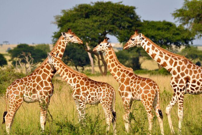 Full Day -Tala Game Reserve, Natal Lion Park, Phezulu From Durban - Frequently Asked Questions