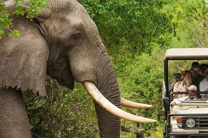 Full Day -Tala Game Reserve, Natal Lion Park, Phezulu From Durban - Wrapping Up