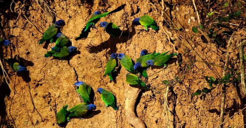 full-day-tambopata-parrot-clay-lick