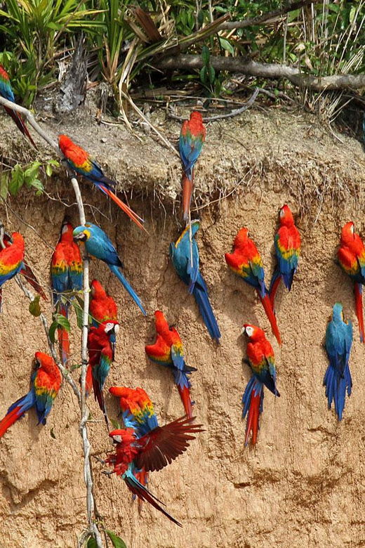 full-day-tambopata-parrot-clay-lick