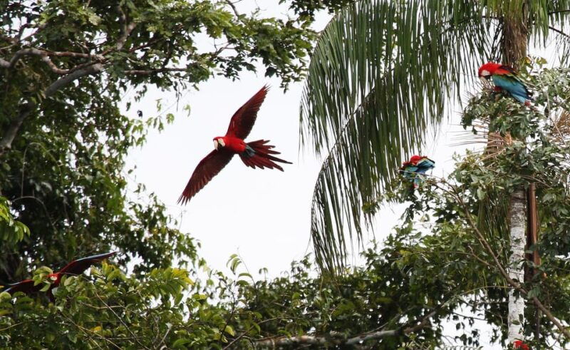 full-day-the-macaw-sanctuary-in-tambopata