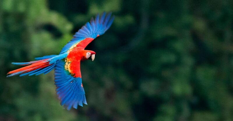 full-day-the-macaw-sanctuary-in-tambopata