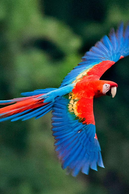 full-day-the-macaw-sanctuary-in-tambopata