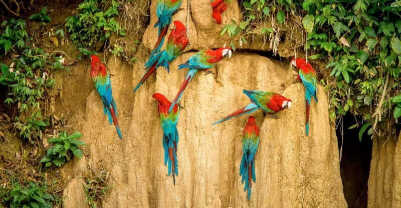 full-day-the-macaw-sanctuary-in-tambopata