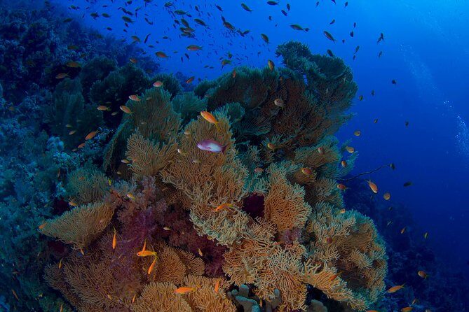 Full Day Tiran Island Snorkeling Sea trip & Lunch With Transfer - Sharm Elsheikh - Analyzing the Value