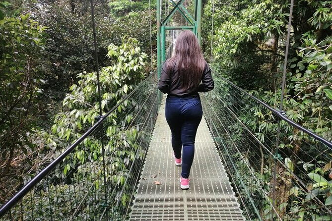 full-day-to-monteverde-from-san-jose-with-canopy-and-reptil-amphibians-watching