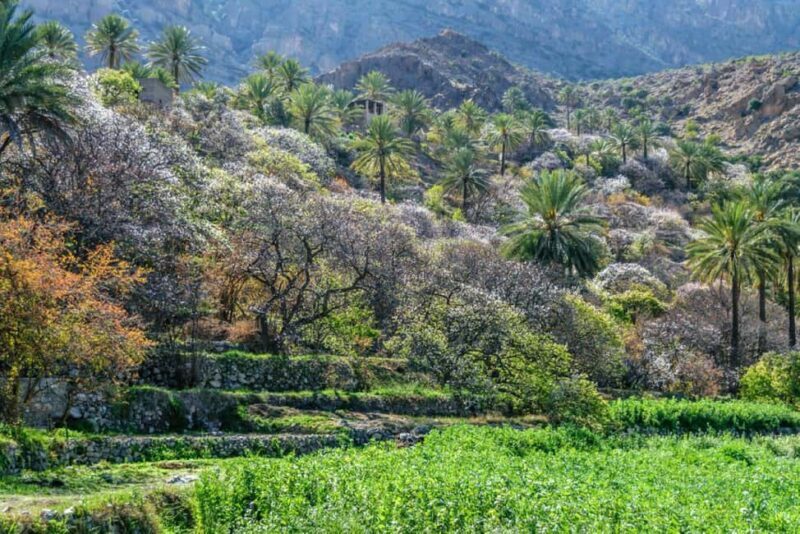 Full-Day to Wadi Abyadh-Wekan Village-Nakhal Fort-Hot Spring - Practical Details and Experience