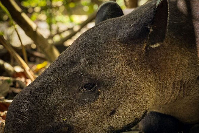 full-day-tour-corcovado-national-park