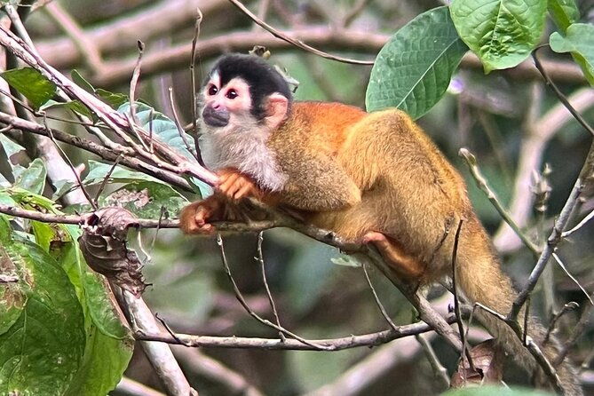 full-day-tour-corcovado-national-park