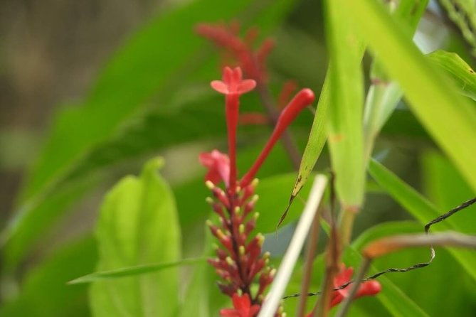 full-day-tour-el-yunque-luquillo-beach-bio-bay-night-kayaking