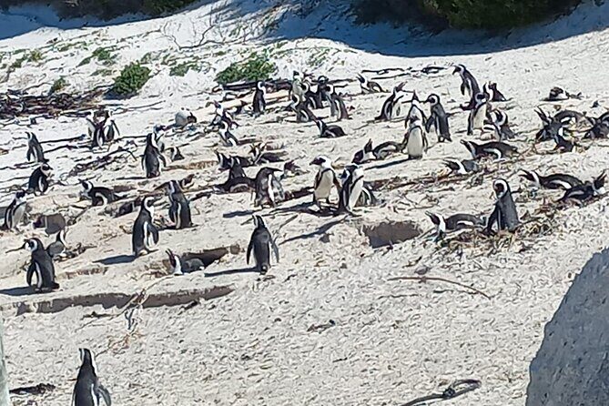 Full Day Tour for Cape of Good Hope & Boat to Seals Island - The Full Day Itinerary Breakdown