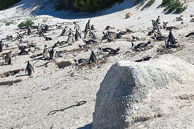 Full Day Tour for Cape of Good Hope & Boat to Seals Island - FAQs