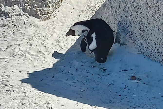 Full Day Tour for Cape of Good Hope & Boat to Seals Island - Final Thoughts